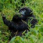 Best Time to Visit Uganda for a Safari and Gorilla Trekking