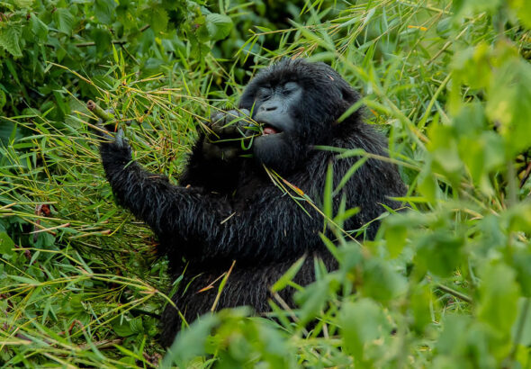 Best Time to Visit Uganda for a Safari and Gorilla Trekking
