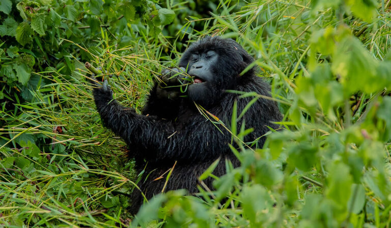 Best Time to Visit Uganda for a Safari and Gorilla Trekking